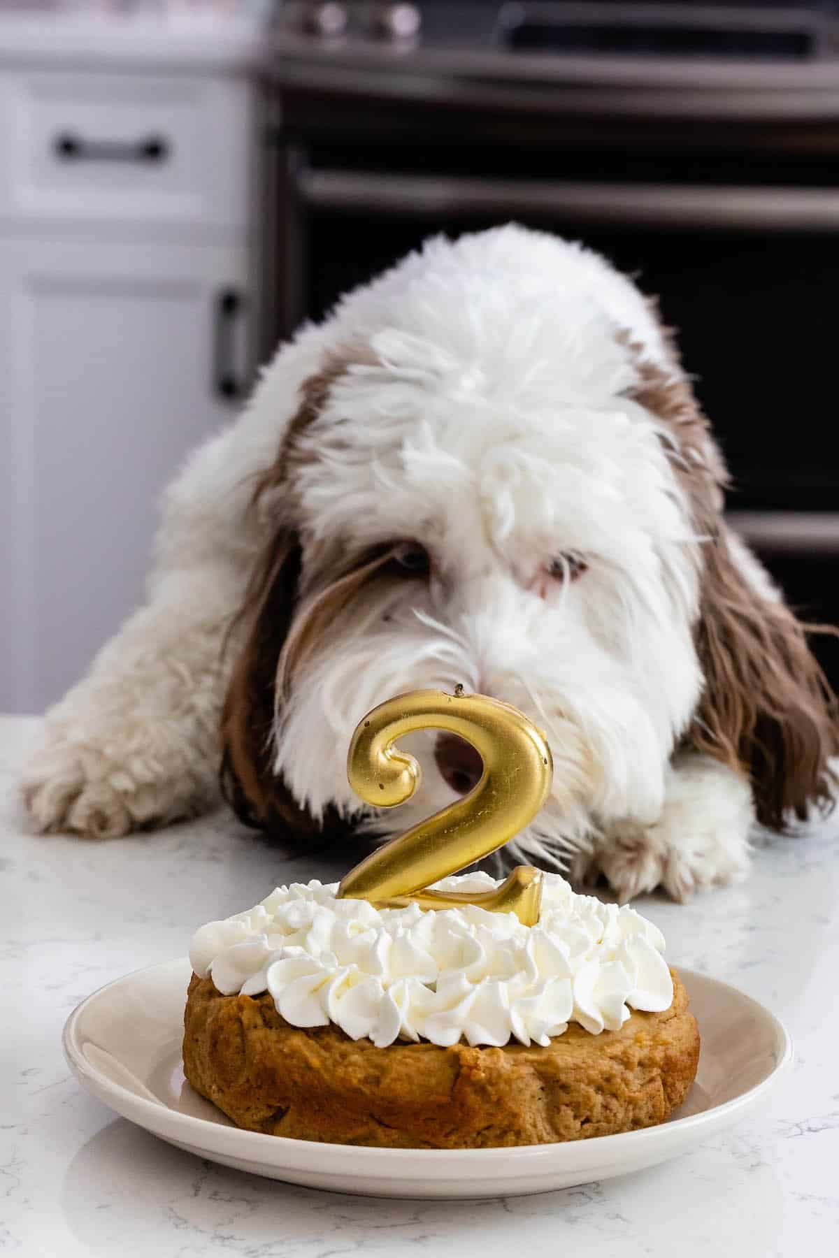 dog sniffing cake with whipped cream frosting and a 2 shaped candle.
